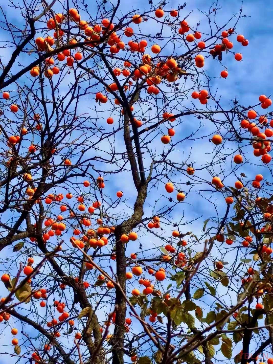 道者涵乾括坤，其本無名